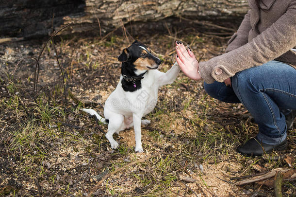 可爱有趣的牧师鲁塞尔猎犬触摸女人的手