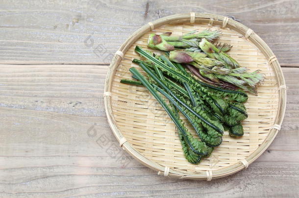 竹子芽柯兰德蕨类植物蕨菜