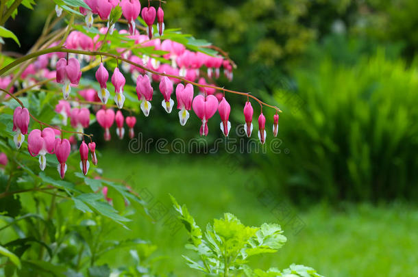 流血的心花（双子座眼镜蛇）Lyre花爱心