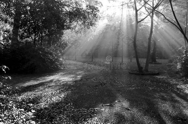 黑白照片的太阳光线穿透了雾