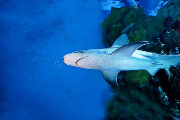 鲍鱼动物海蓝宝石水族馆水生的