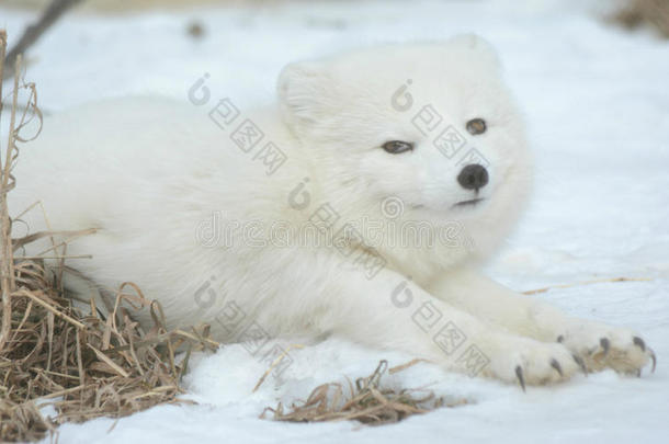 北极狐在雪地上伸展