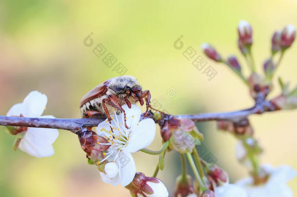 <strong>恰恰</strong>甲虫坐在苹果树的花上
