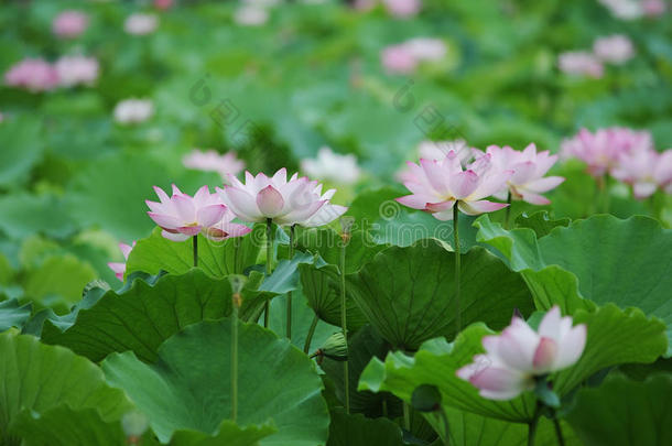 池塘荷花盛开