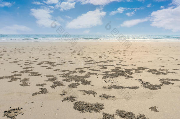 海滩上的螃蟹沙球和螃蟹洞