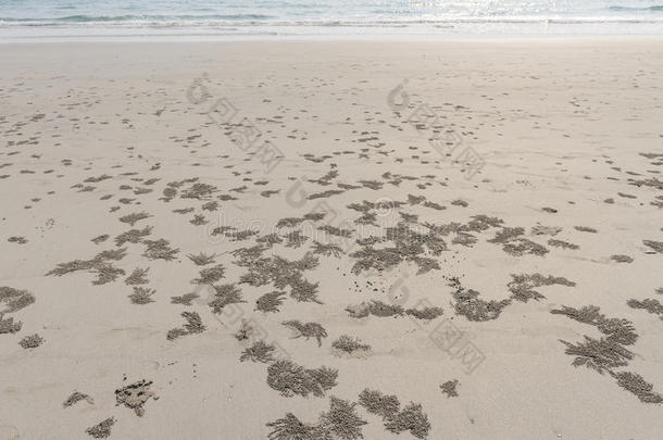 海滩上的螃蟹沙球和螃蟹洞