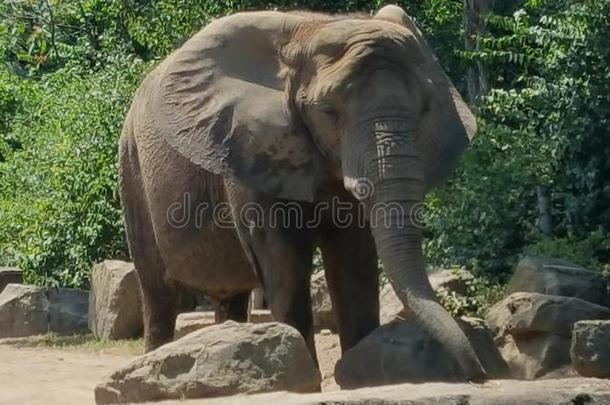 大象宾夕法尼亚费城野生动物动物园