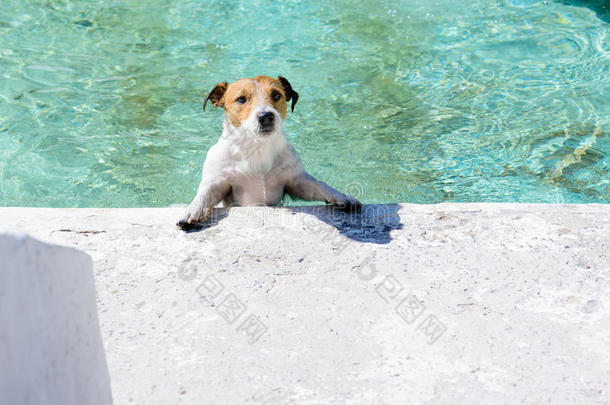 狗在喷泉里玩，就像在阳光明媚的夏天在游泳池里玩一样