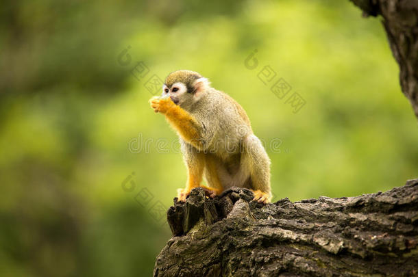 常见的松鼠猴子，赛<strong>米</strong>里科学是非常移动的灵长类动物