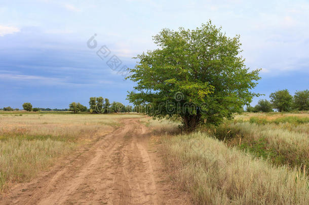 一条蜿蜒的乡村道路，通往夏季开花草地的地平线