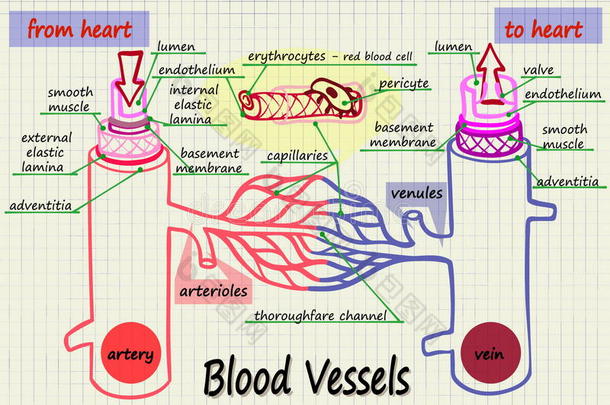 解剖箭头动脉血身体
