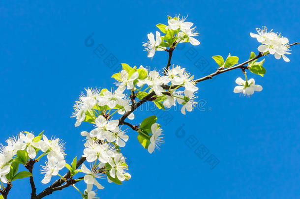 开花梅花枝