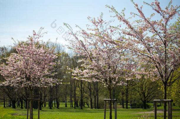 樱花背景与春日