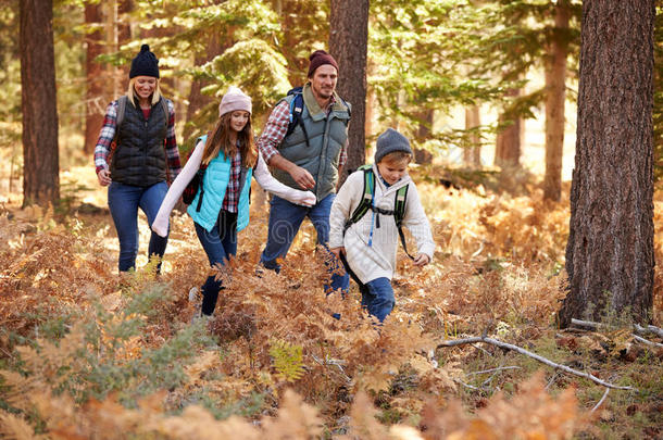 家庭享受徒步旅行在森林，大熊，加州，美国