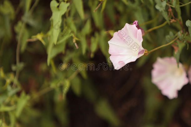 开花植物学的加利福尼亚花花园