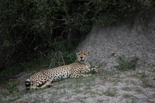猎豹博茨瓦纳非洲草原野生动物图片；