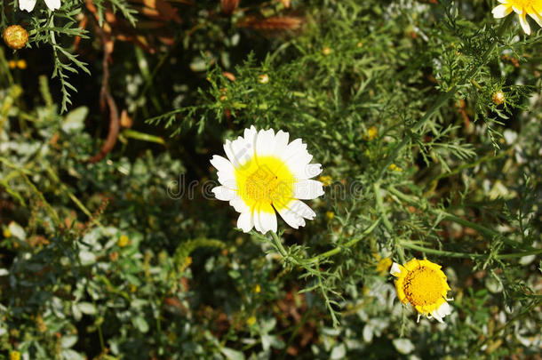 和峡谷花植物<strong>自发</strong>的