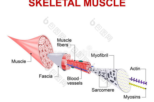 骨骼肌结构