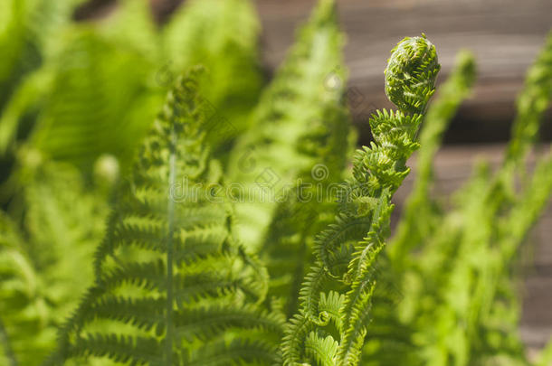 蕨类植物在阳光下的<strong>绿色植物</strong>，背景