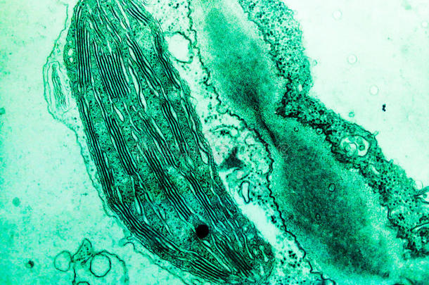 植物细胞中的叶绿体