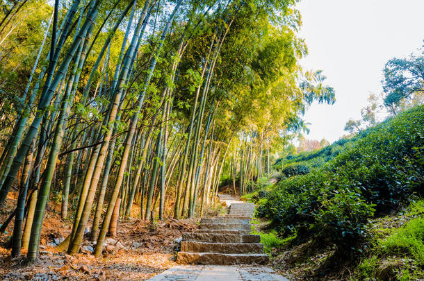 地区竹子瓷器领域森林