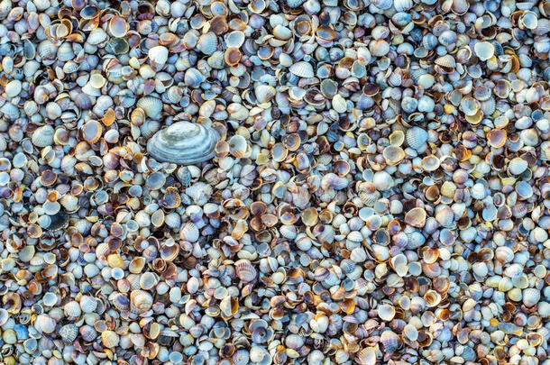 海边小贝壳的背景