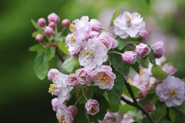 春天树枝上柔软、春天、粉红色花朵的特写。