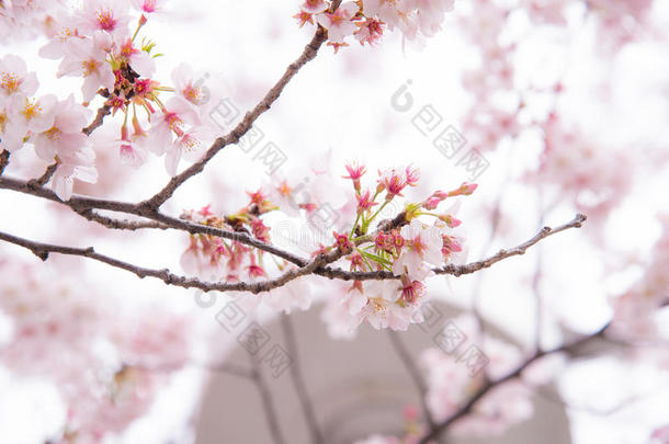 日本的樱花或樱花。 盛开的花朵代表着春天，也是日本著名的象征之一。