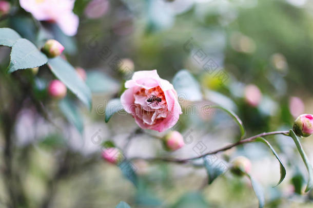 美丽的柔软的粉红色花与蜜蜂产生花粉。 春天的天堂。 新兴的玫瑰