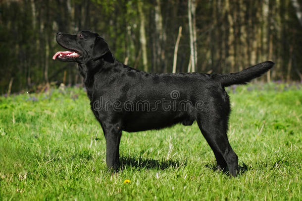 黑色拉布拉多犬站在夏天的一边
