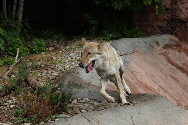 莫斯科动物园的灰狼