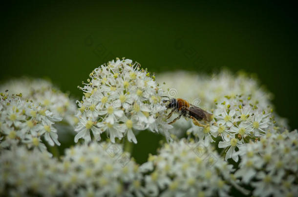 早期采蜂(Andrea出血)在Yarrow野花2上收集花粉