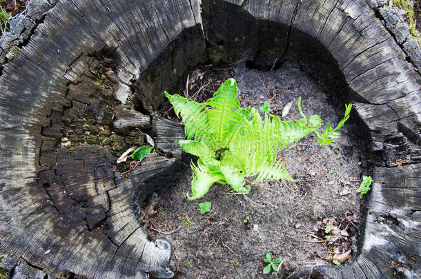 一种生长在树桩上的蕨类植物