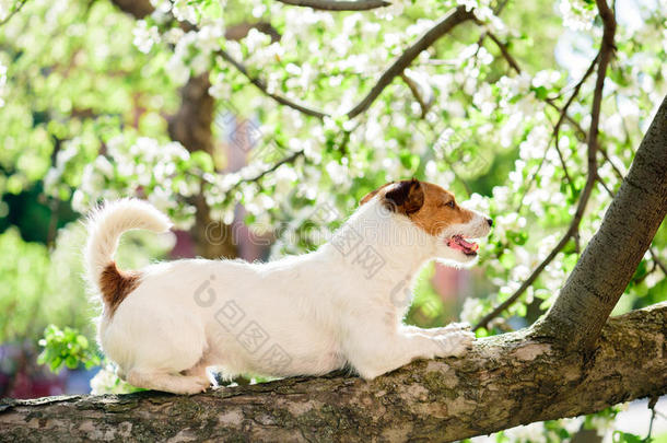 狗在<strong>春天的</strong>树枝上，花在背景上
