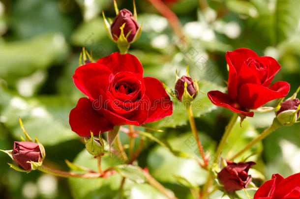 美丽的红色玫瑰花和玫瑰花蕾