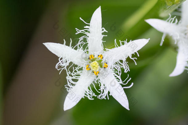 毛豆(MenyantesTrifoliata)花