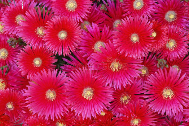 delosperma cooperi（<strong>拖尾</strong>冰植物，硬冰）花