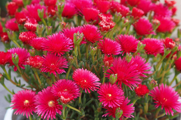 delosperma cooperi（拖尾冰植物，硬冰）花