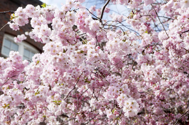 樱花软焦点，樱花季节在韩国，背景