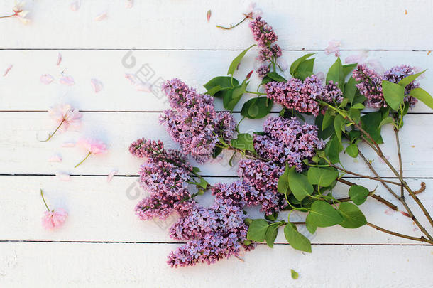 清新，浪漫的丁香花枝在白色微妙的背景上