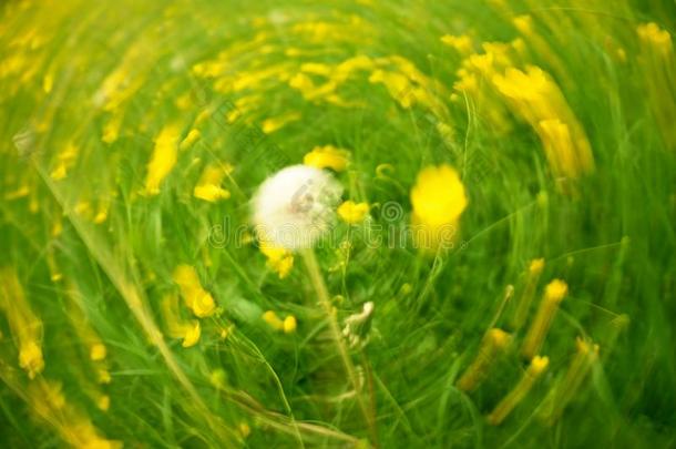 在圆圈背景下散焦的花和草。 模糊而集中的黄色花朵和绿色的草