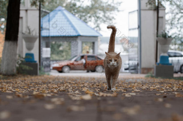 公园里漂亮的姜猫