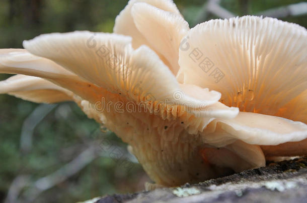 <strong>加州</strong>红杉牡蛎蘑菇的近景