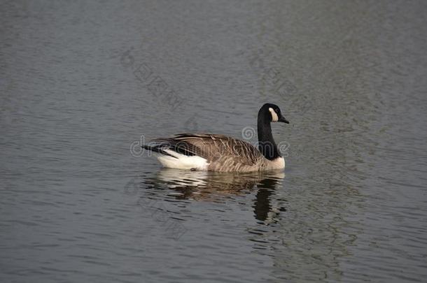 加拿<strong>大雁</strong>