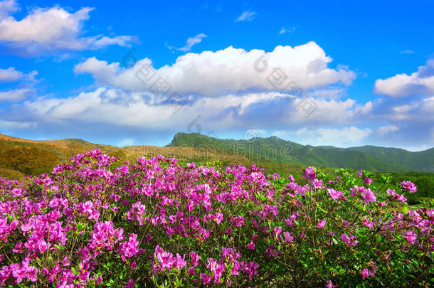 美丽的风景粉红色杜鹃花和蓝天在山上，黄梅山在韩国。