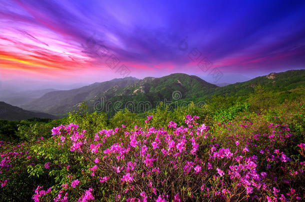 美丽的粉红色花在山上日落，黄梅山在韩国。