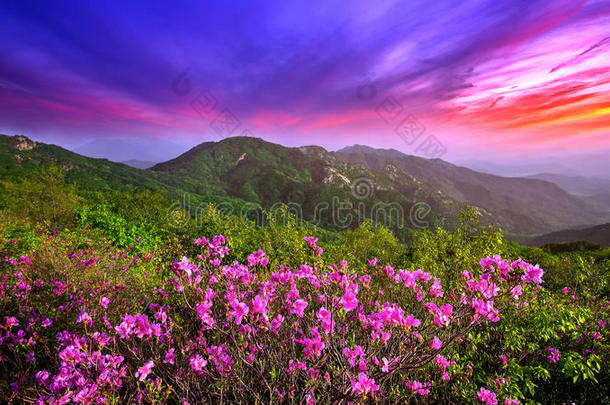 美丽的粉红色花在山上日落，黄梅山在韩国。