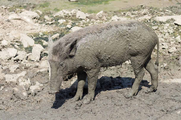 泥地上的野猪宝宝