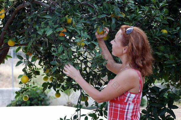 农业分支柑橘收集水果