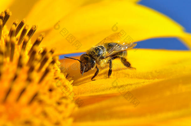 农业农学原料药蜜蜂养蜂